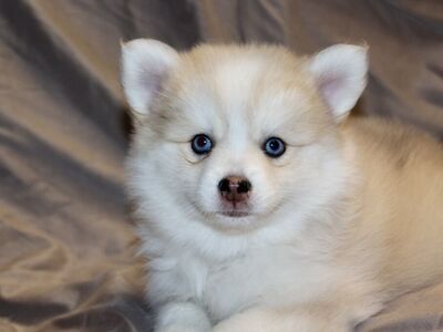 Gorgeous Pomsky Puppies