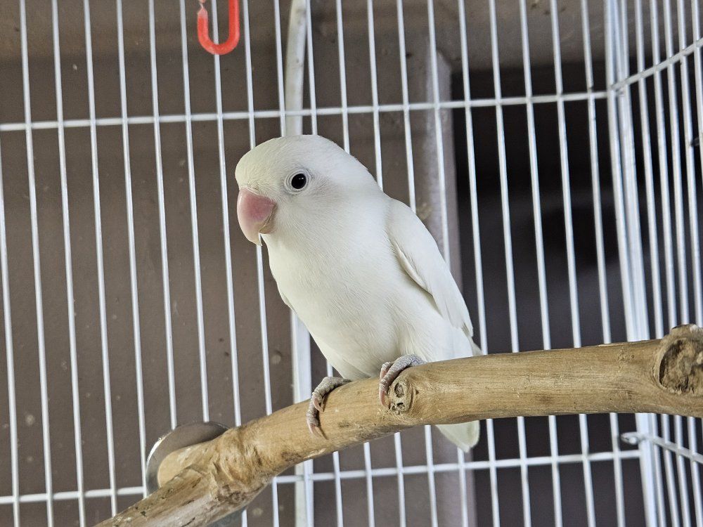 Rare White Lovebird