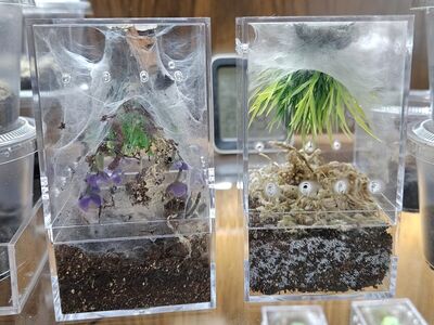 AMAC blanks for tarantula enclosures