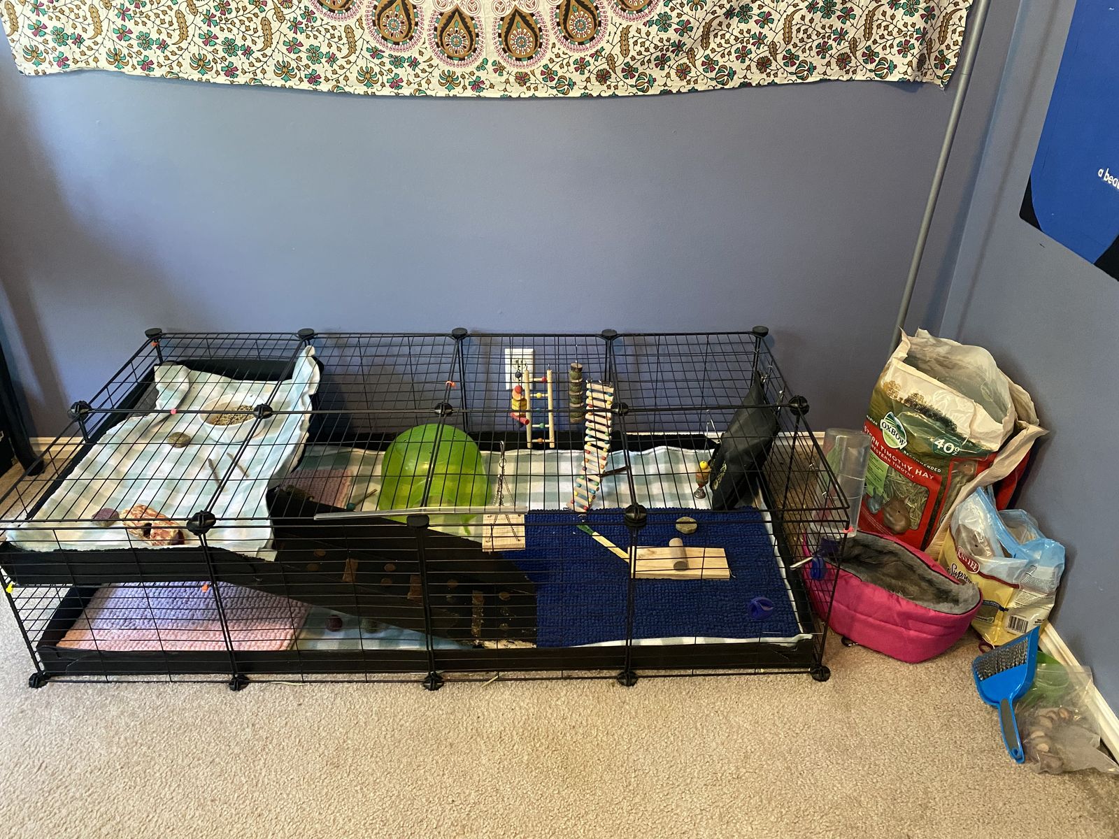 Guinea pig cage and everything you need