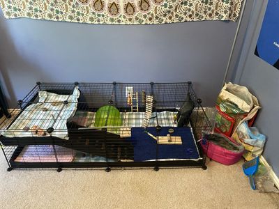 Guinea pig cage and everything you need