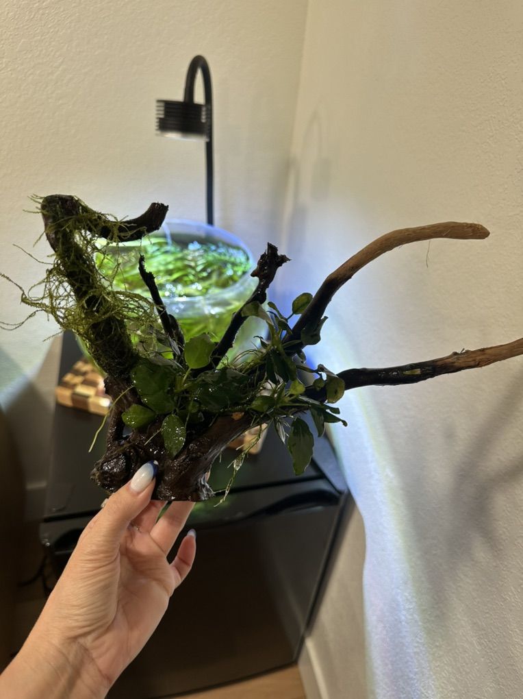 Driftwood With Anubias And Java Moss