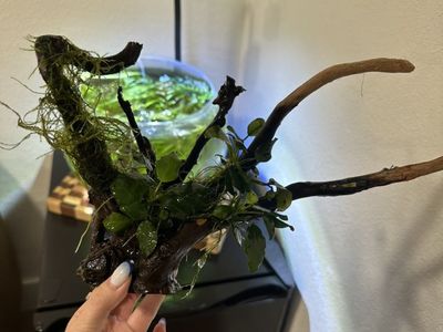 Driftwood With Anubias And Java Moss