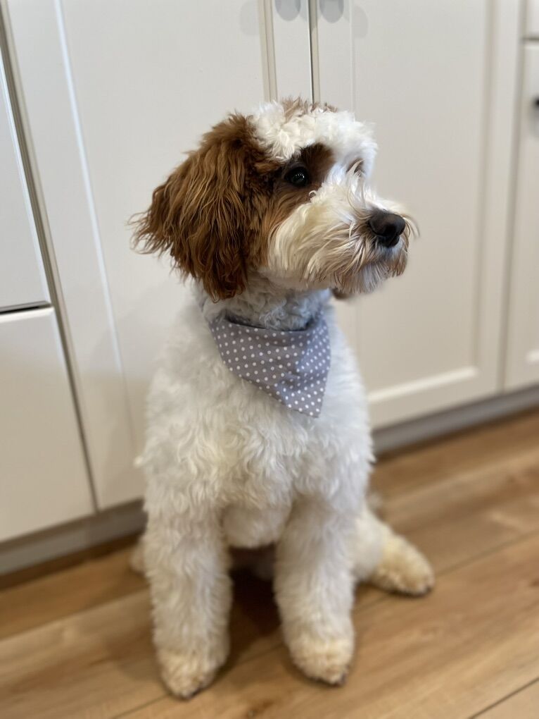 10/10 ALL CLEAR, 22#, FF, SS Goldendoodle Stud