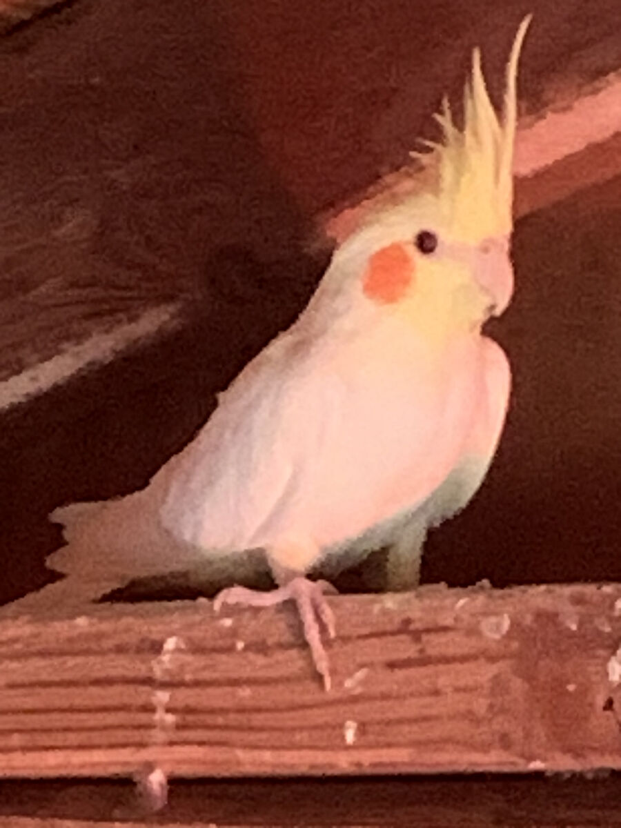Female Lutino Cockatiel Not Tame