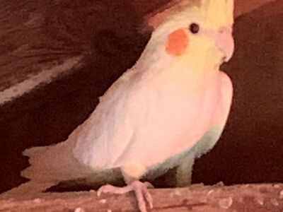 Female Lutino Cockatiel Not Tame