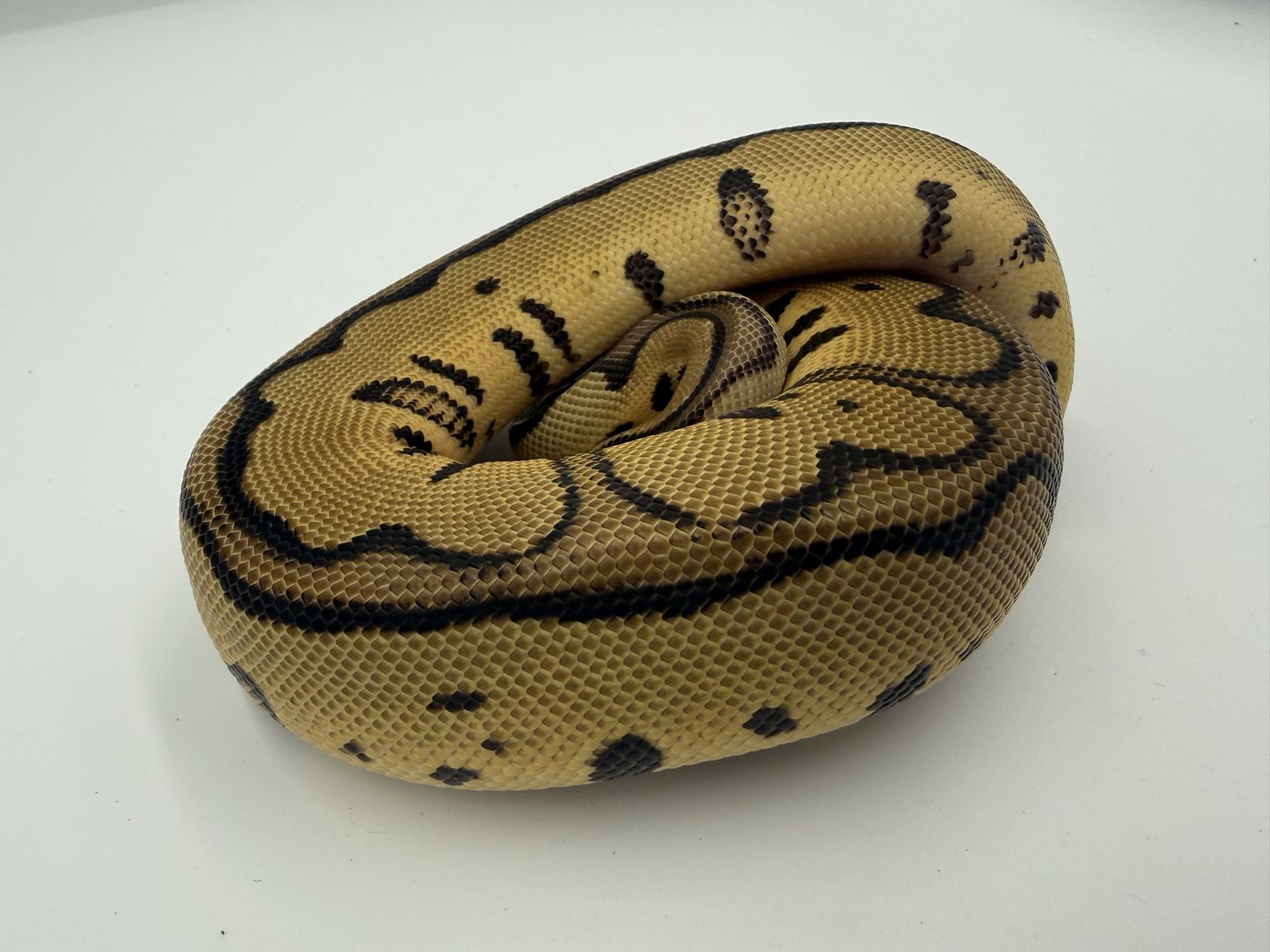Your New Pet Snake is Ready For Ya!