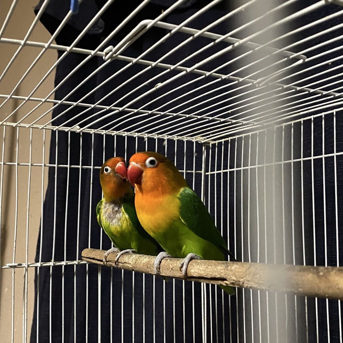 Pair of fishers lovebirds