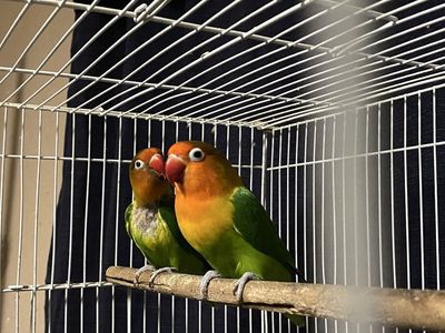 Pair of fishers lovebirds