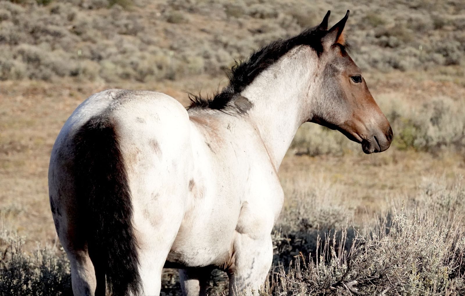 2026 AQHA Bay Roan Filly