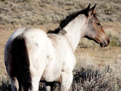 2026 AQHA Bay Roan Filly