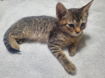 Precious Tabby kittens and cats that need loving homes