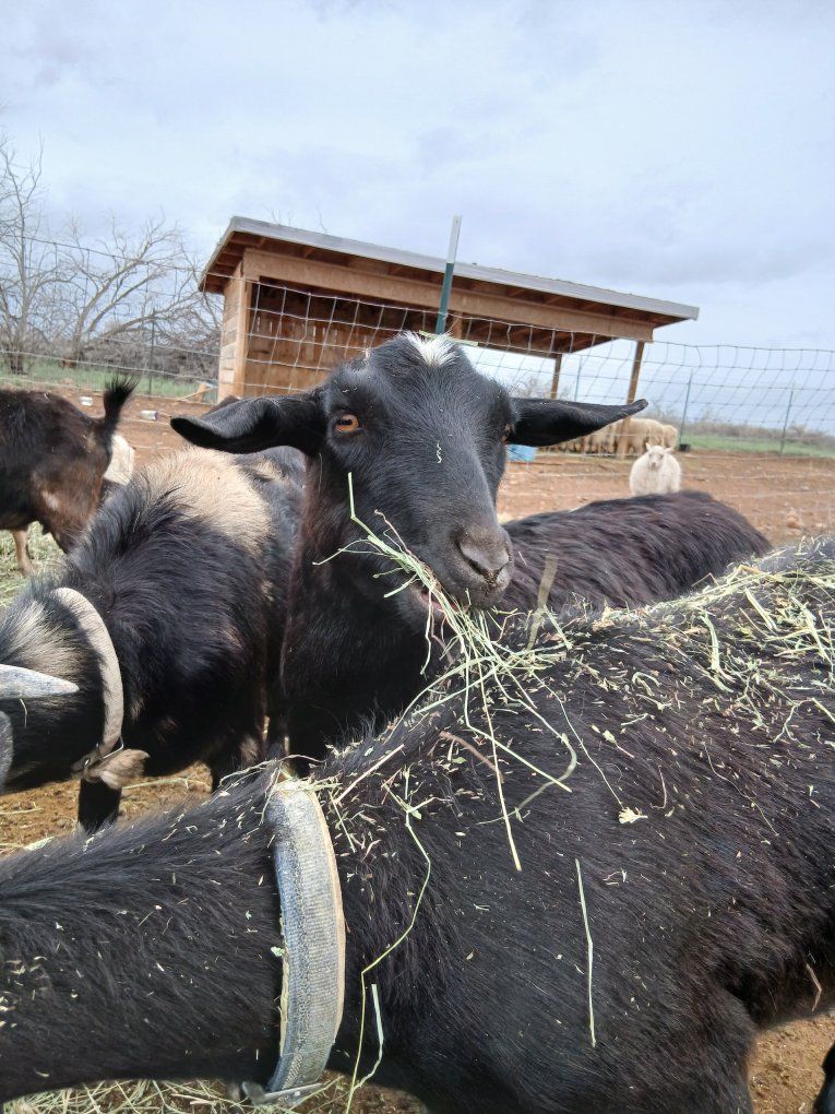 Nigerian Dwarf Cross Doe
Companion/Pet