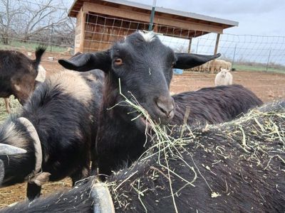 Nigerian Dwarf Cross Doe
Companion/Pet