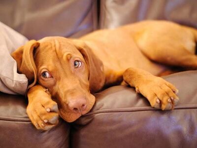 ISO Undocked Vizsla Female