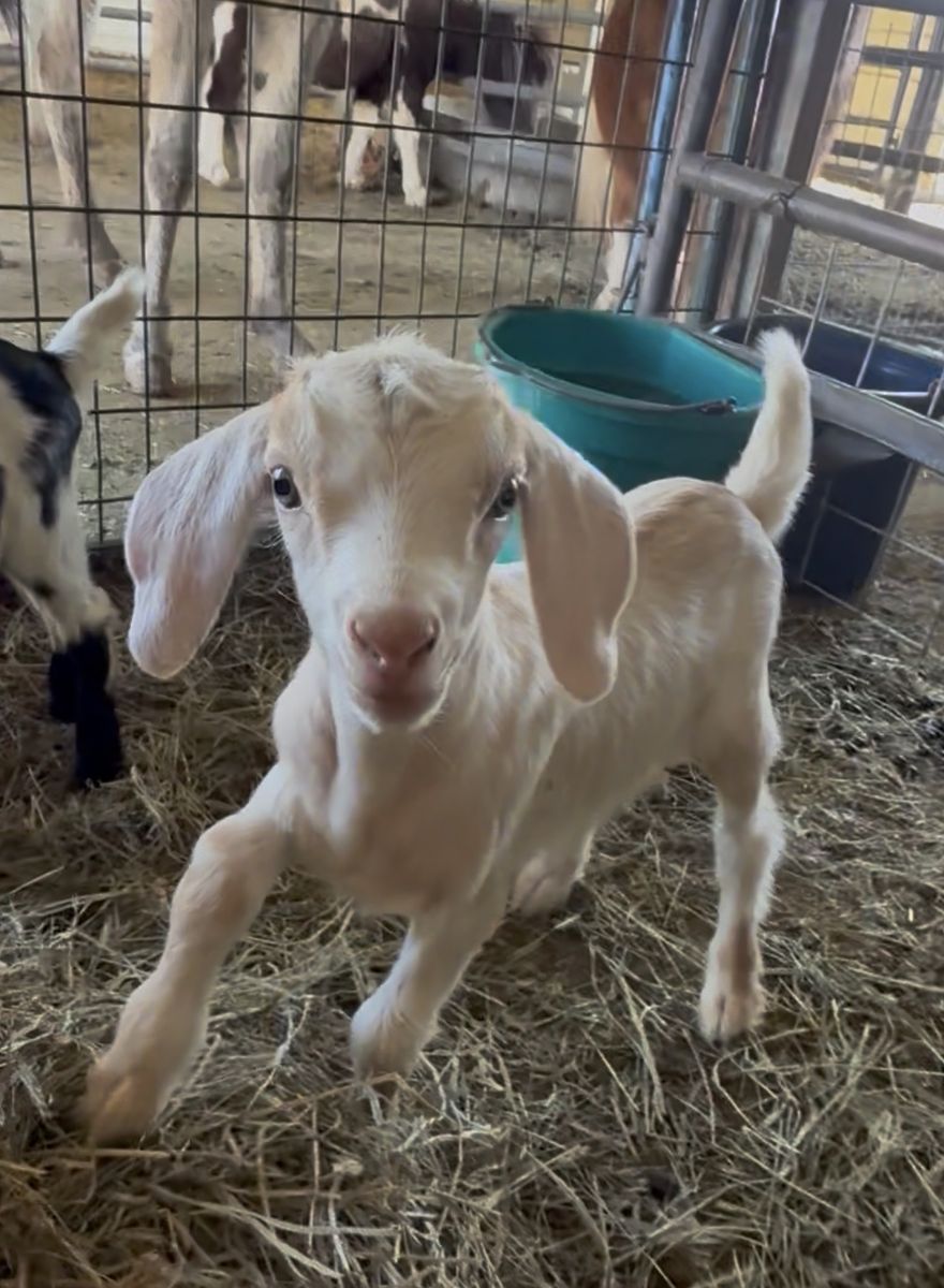 Bottle Baby Goats