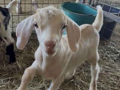 Bottle Baby Goats