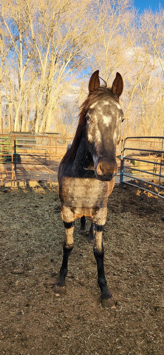 2 Year old Appy Gelding
