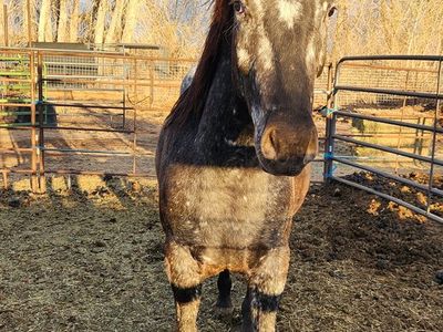 2 Year old Appy Gelding