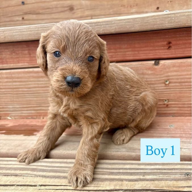 Adorable Mini Goldendoodle Puppies