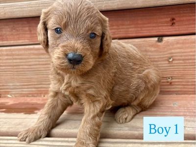 Adorable Mini Goldendoodle Puppies