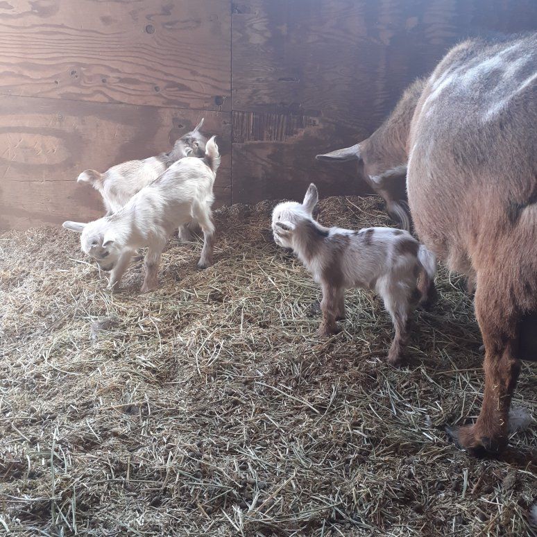 n.j. dwarf family