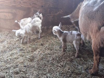 n.j. dwarf family