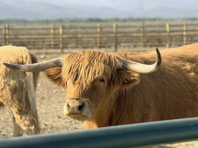 Highland Cattle 6 Steers dob 2023