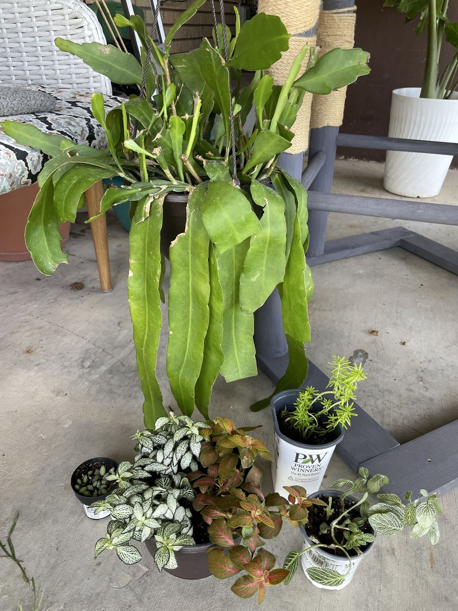 Houseplants