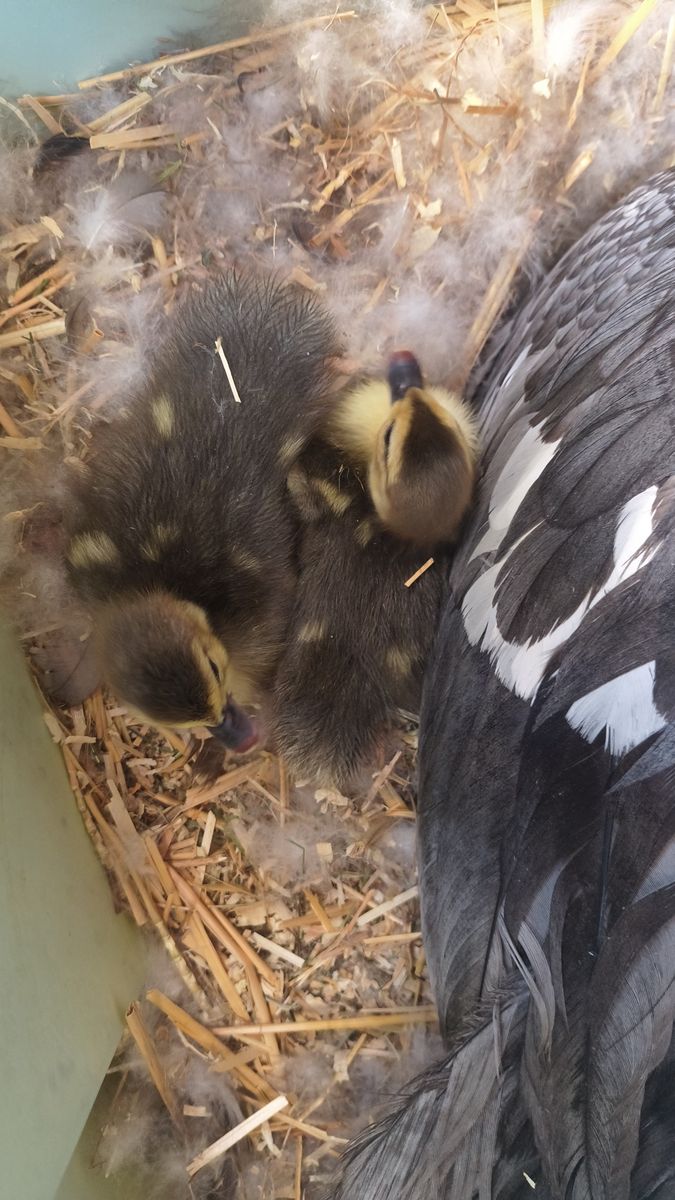Muscovy Ducklings