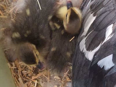 Muscovy Ducklings
