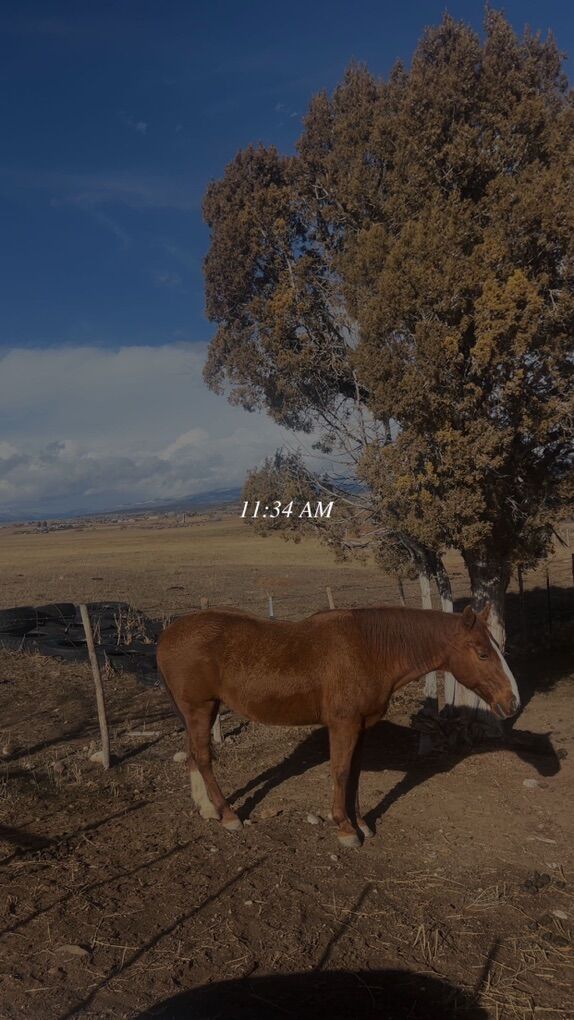 Registered sorral mare