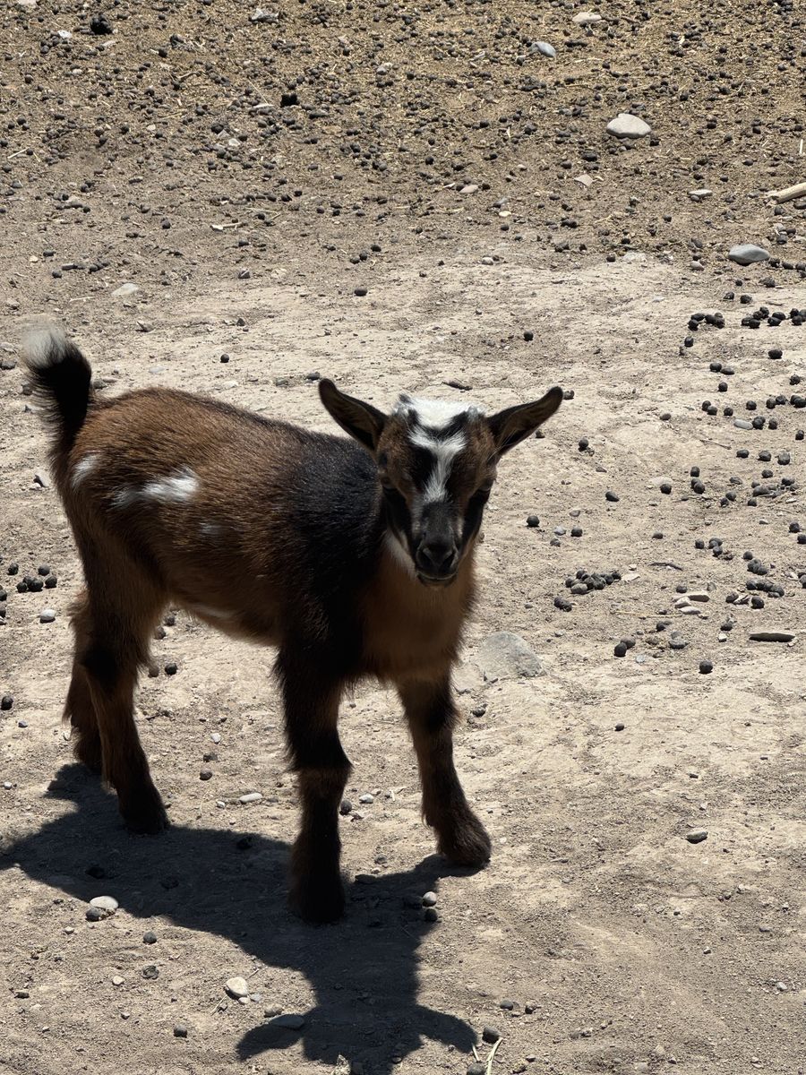 Nigerian dwarf baby goat