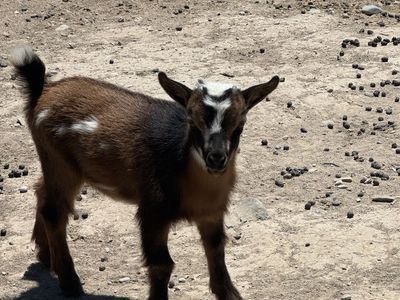 Nigerian dwarf baby goat