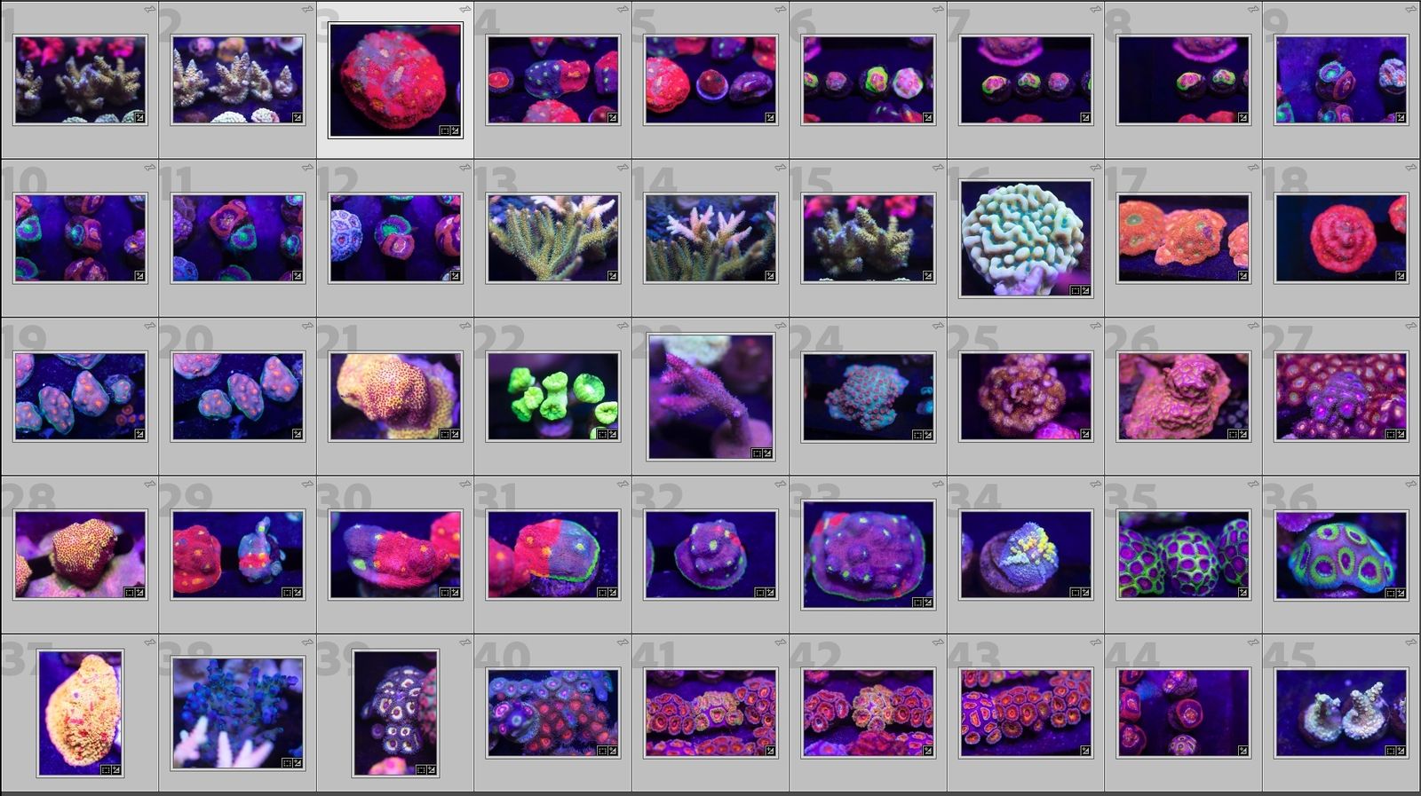 Hundreds of Corals Available!