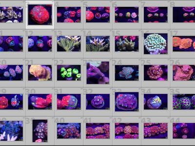 Hundreds of Corals Available!
