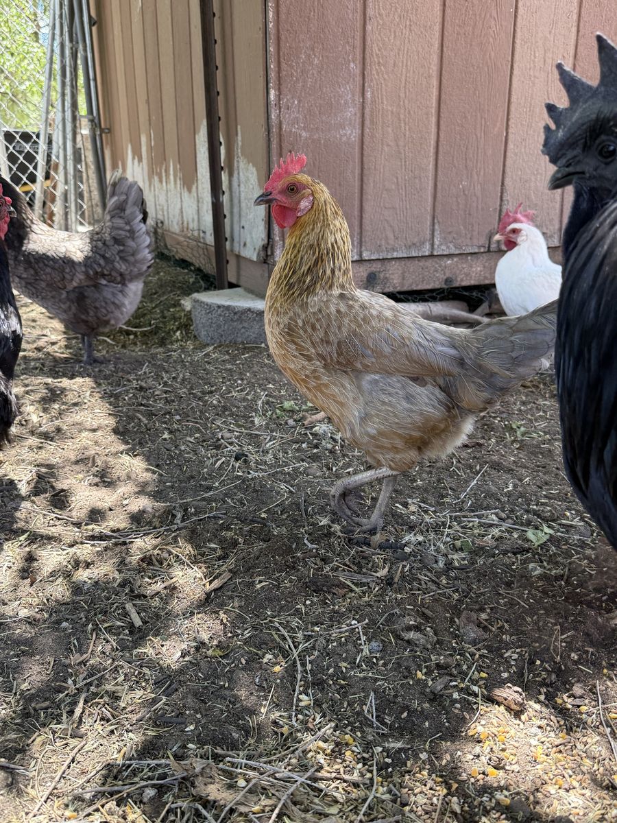 Young Hens-Chickens