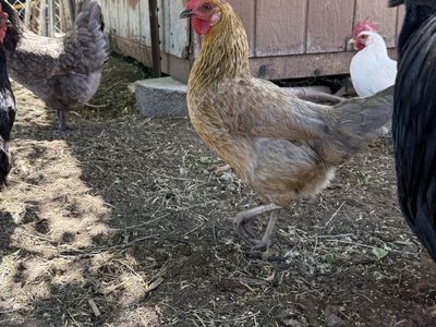 Young Hens-Chickens