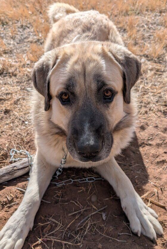 Anatolian/Pyrenees & AKC Great Dane Stud