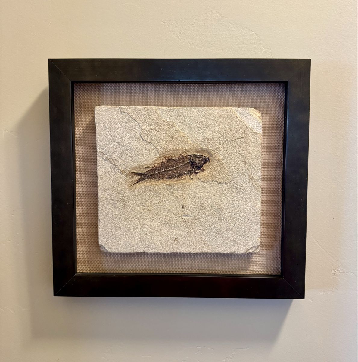 Framed Knightia Fossil Fish and Other Fossils