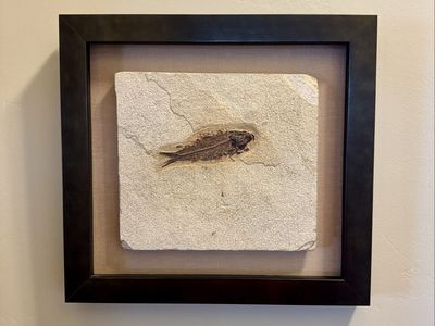 Framed Knightia Fossil Fish and Other Fossils