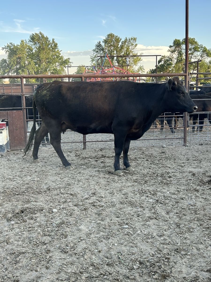 Black Angus Beef x Cow