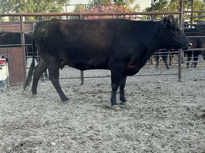 Black Angus Beef x Cow