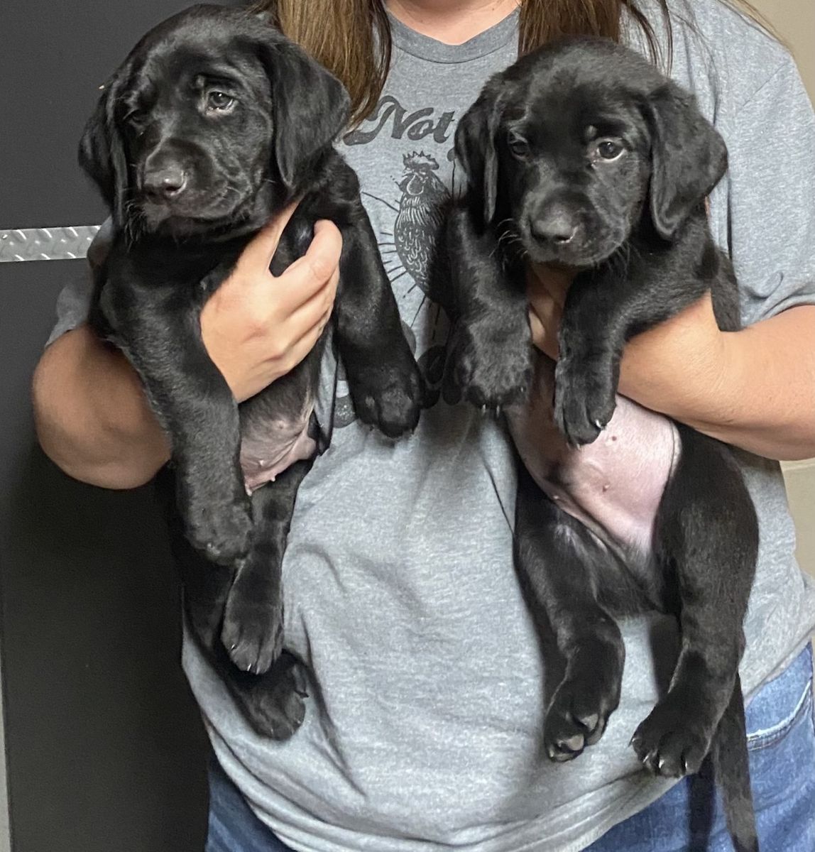 AKC Black Labrador Retriever Puppies – $900