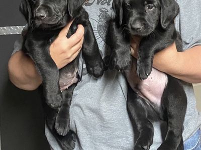 AKC Black Labrador Retriever Puppies – $900