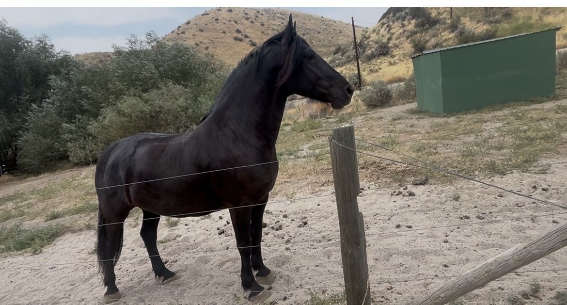 Friesian Percheron Cross 5-Year-Old Horse