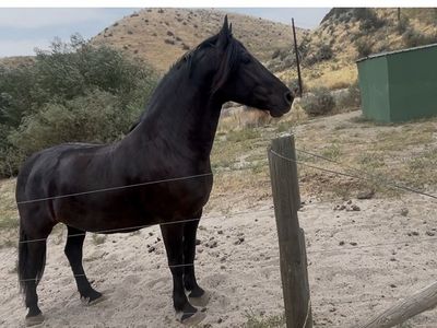 Friesian Percheron Cross 5-Year-Old Horse