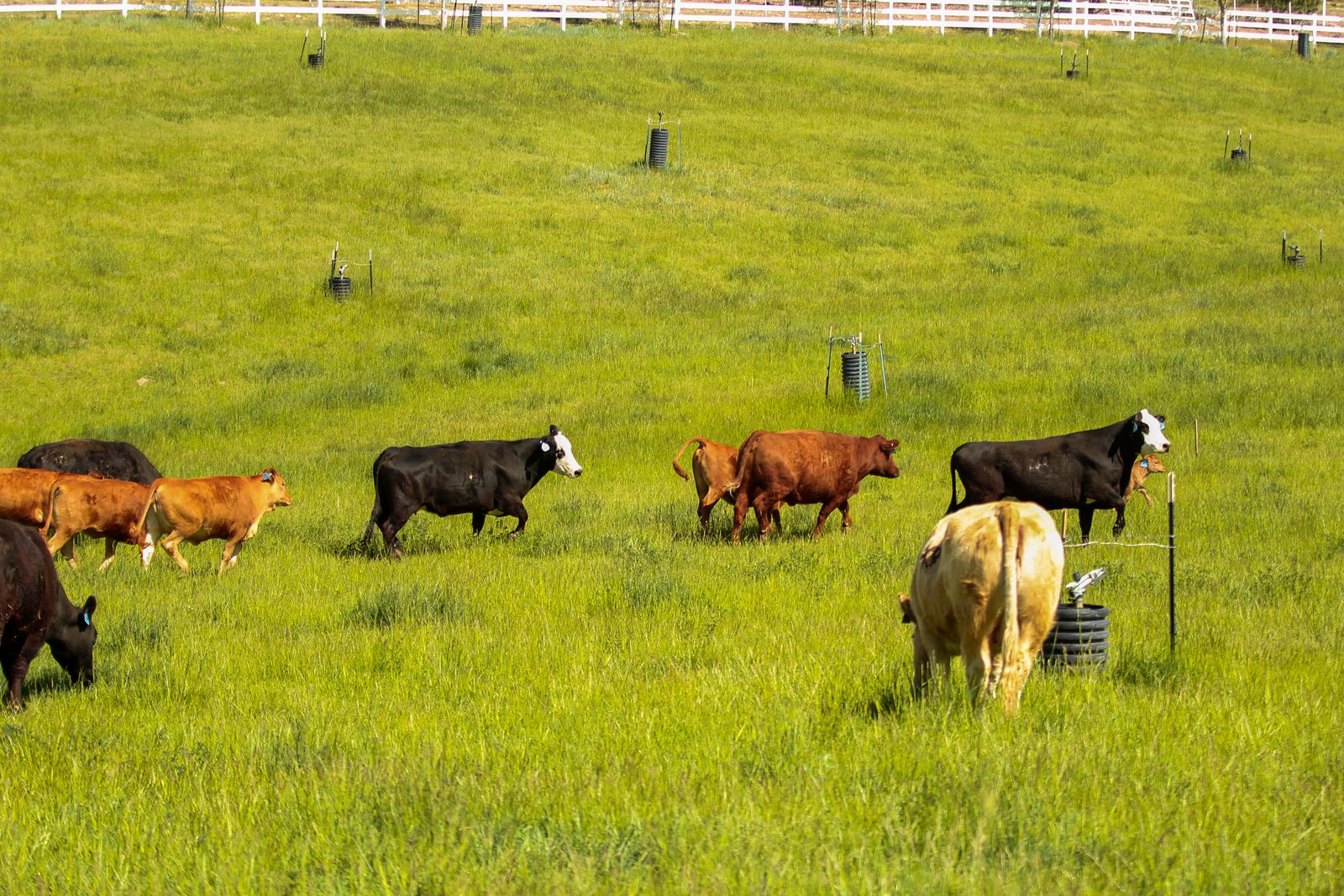 Cattle Leasing