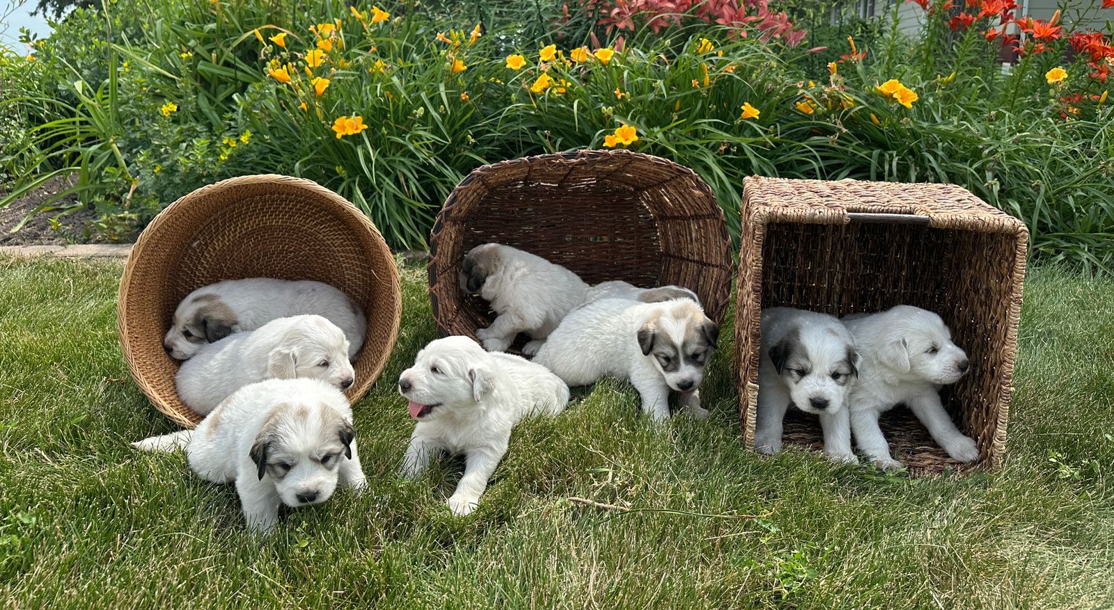 Great Pyrenees Puppies