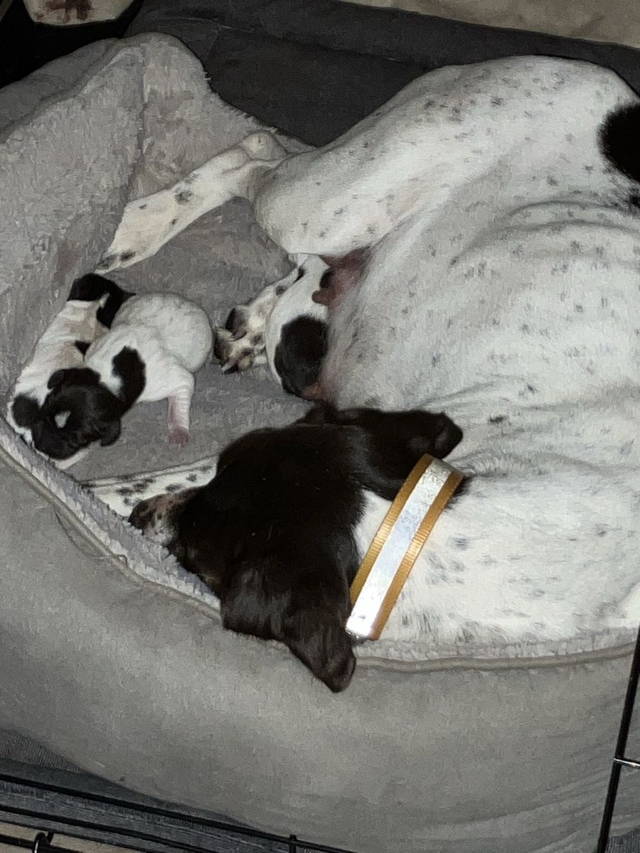 German Shorthair Puppies